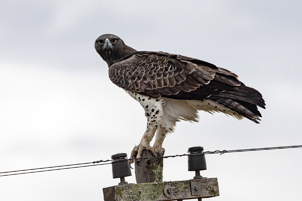Martial Eagle