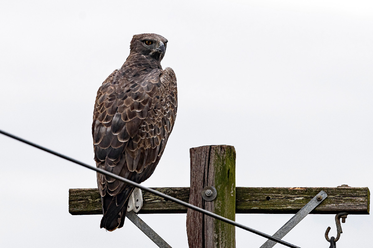 Martial Eagle