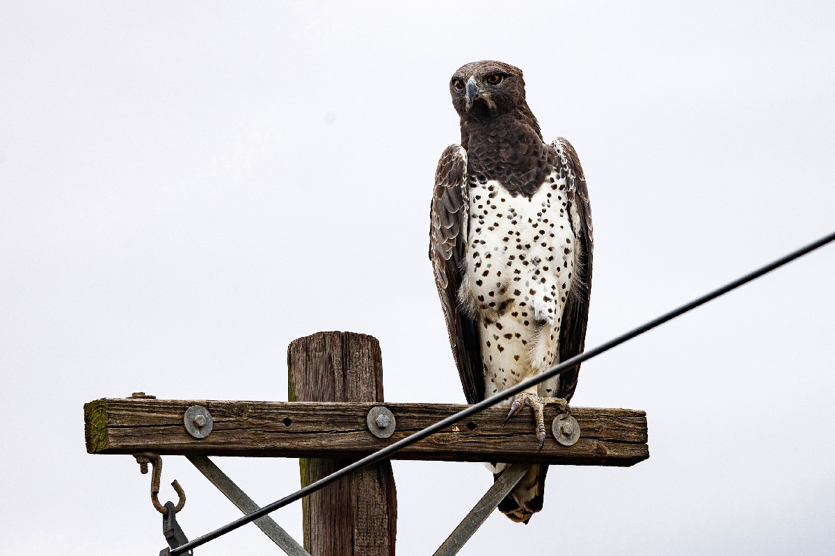 Martial Eagle