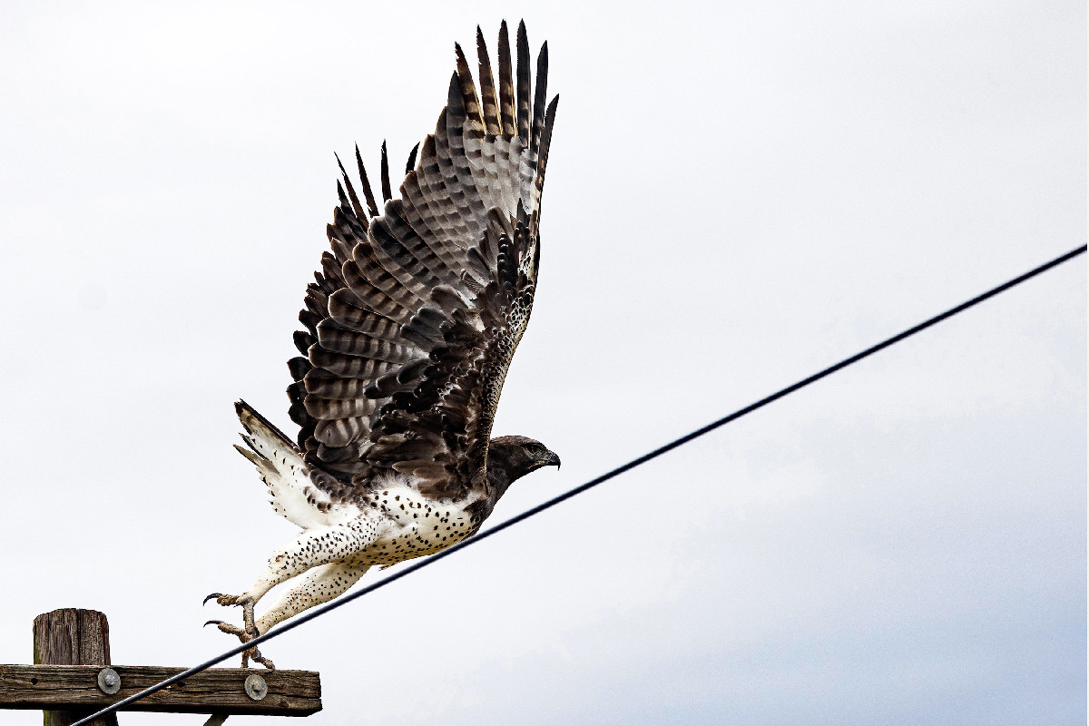 Martial Eagle