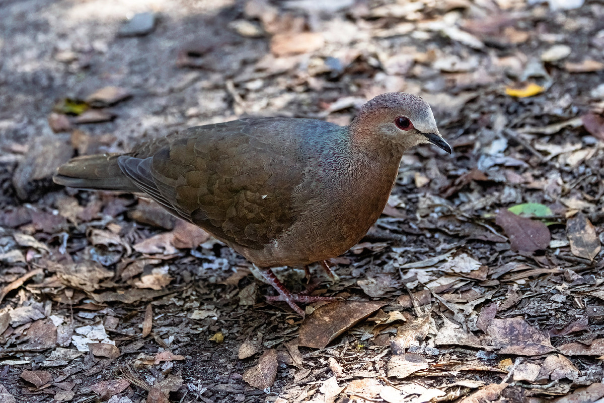 Lemon Dove