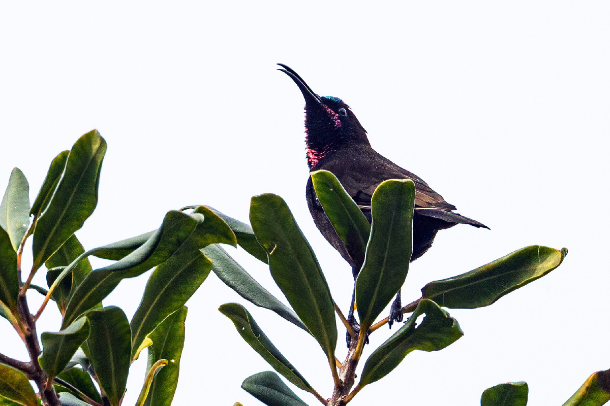 Amethyst Sunbird