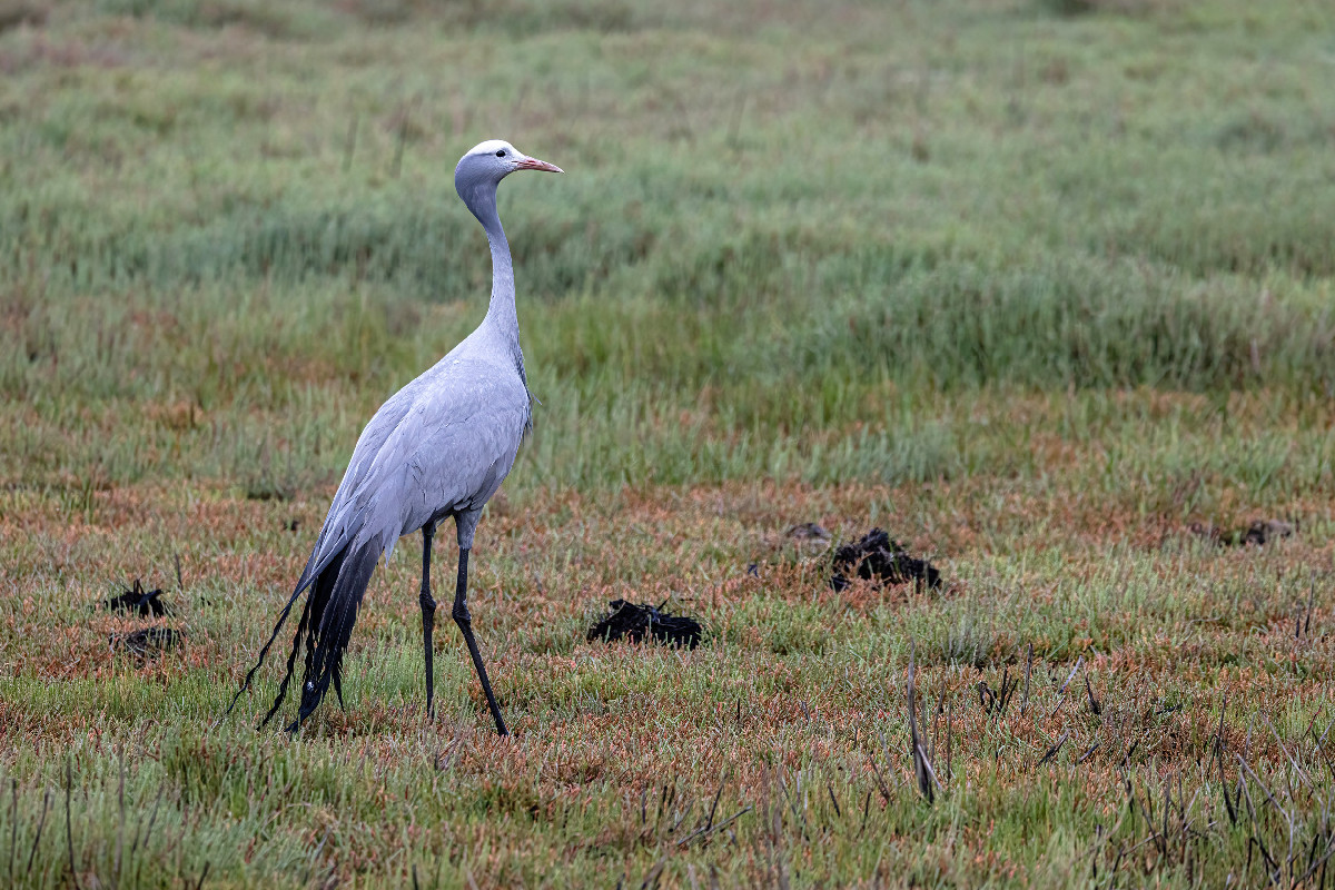 Blue Crane
