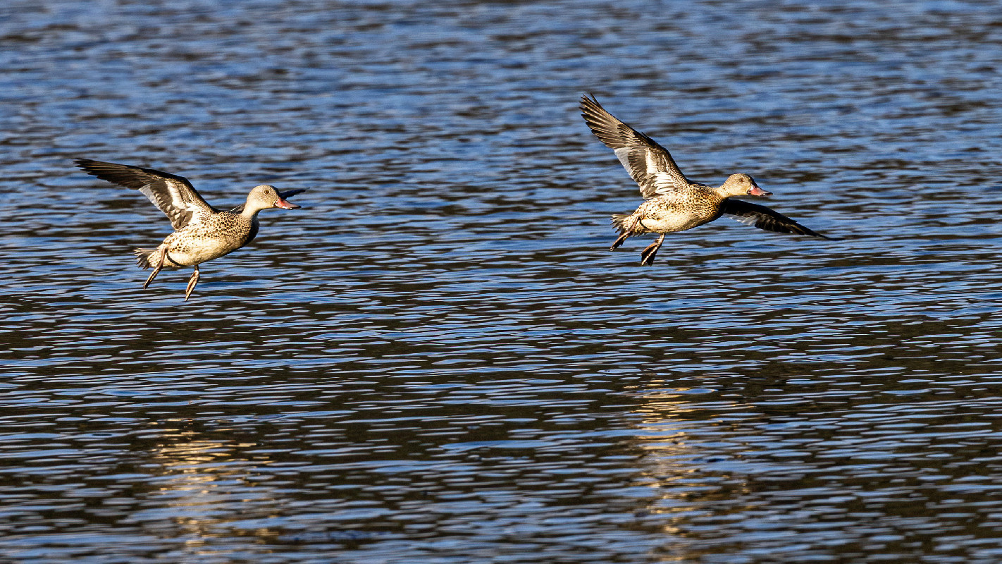 Cape Teal