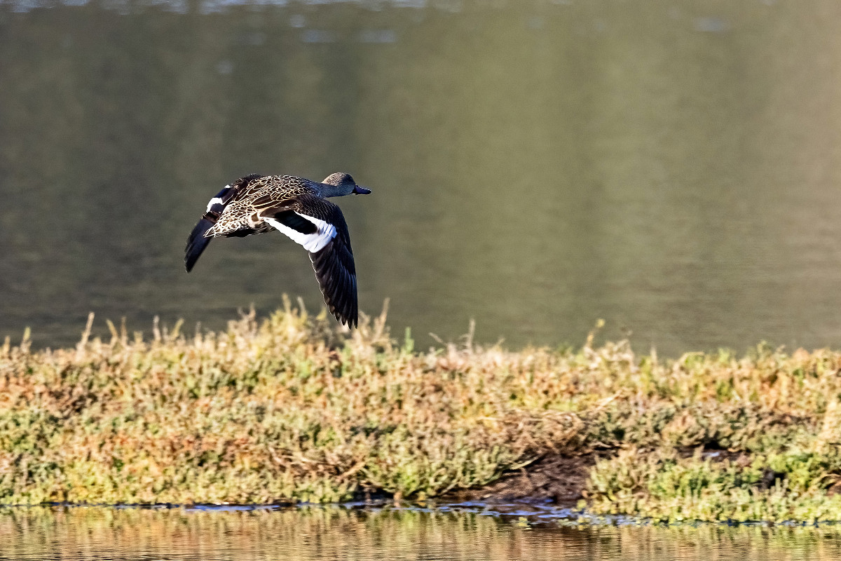 Cape Teal