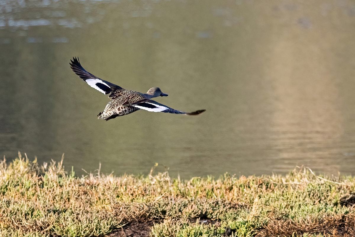 Cape Teal