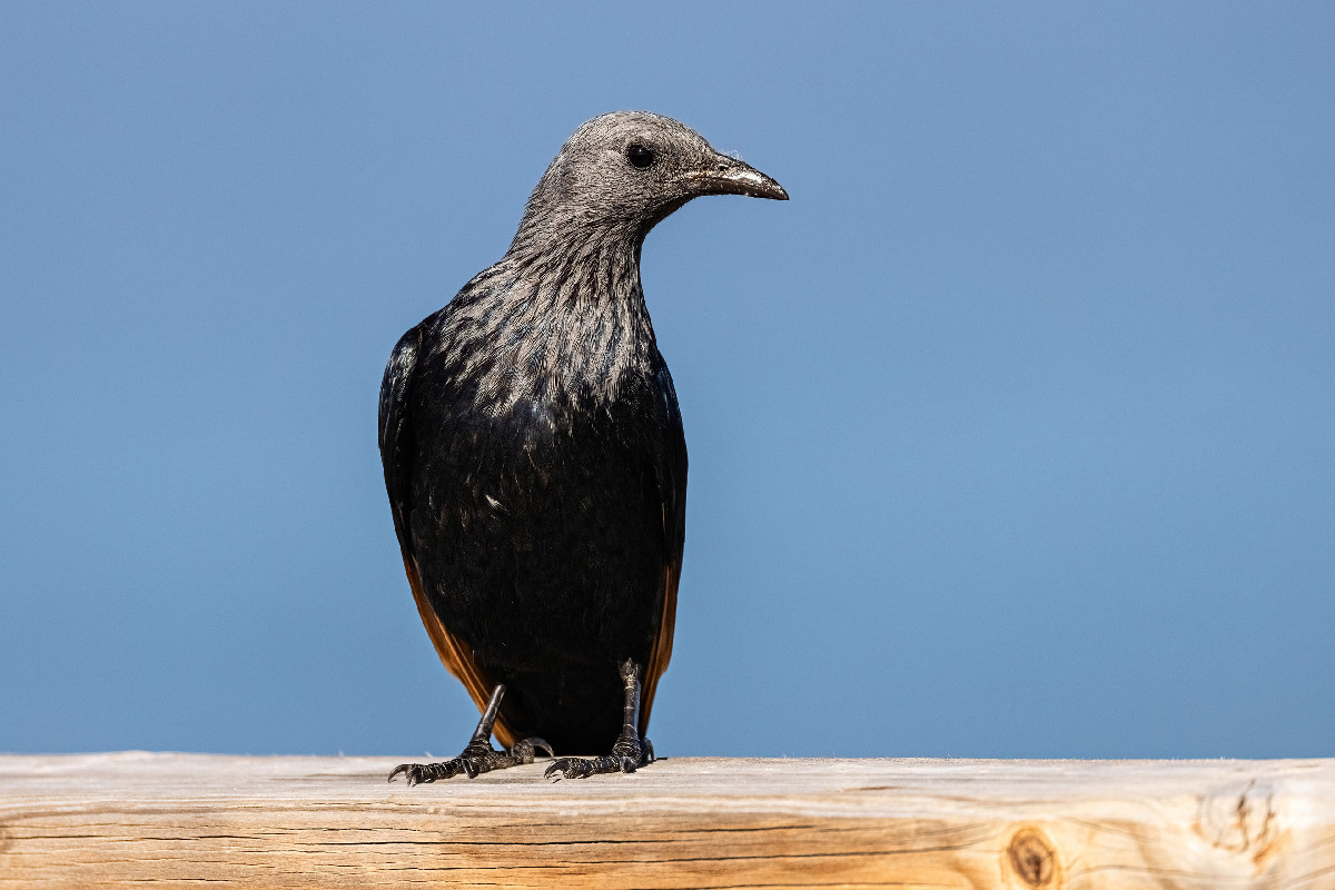 Red-winged Starling