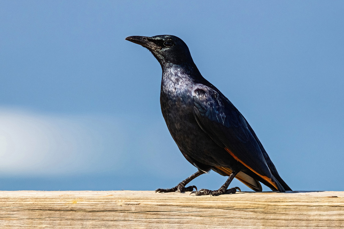 Red-winged Starling