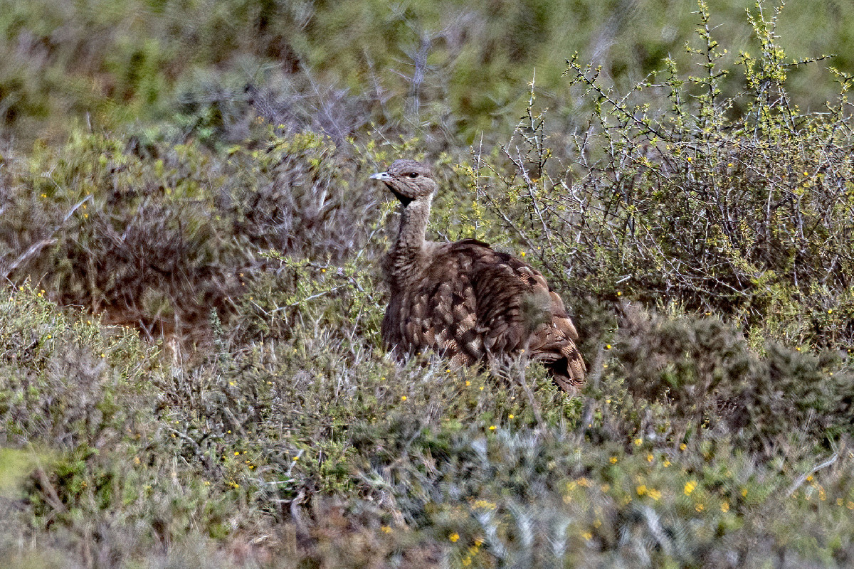 Karoo Korhaan