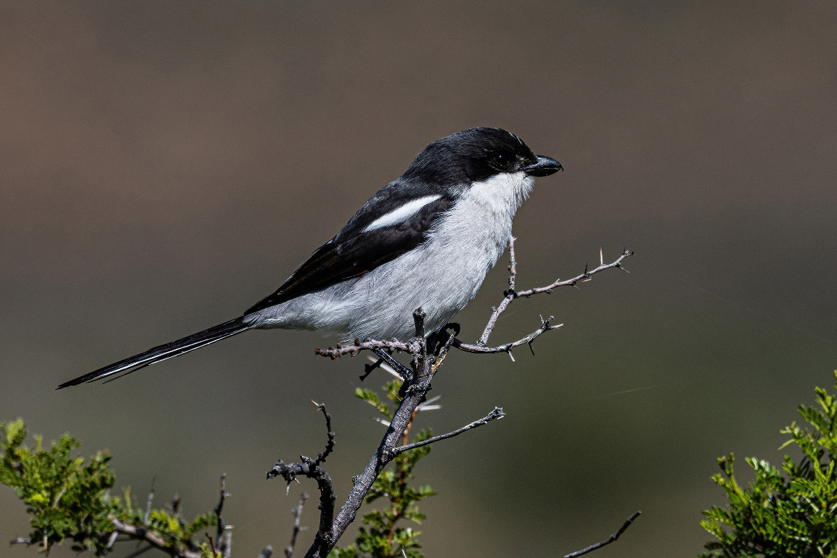 Southern Fiscal
