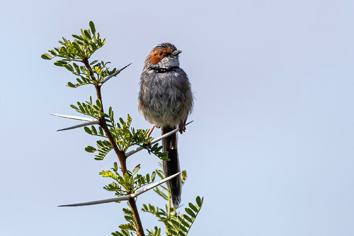 Rufous-eared Warbler