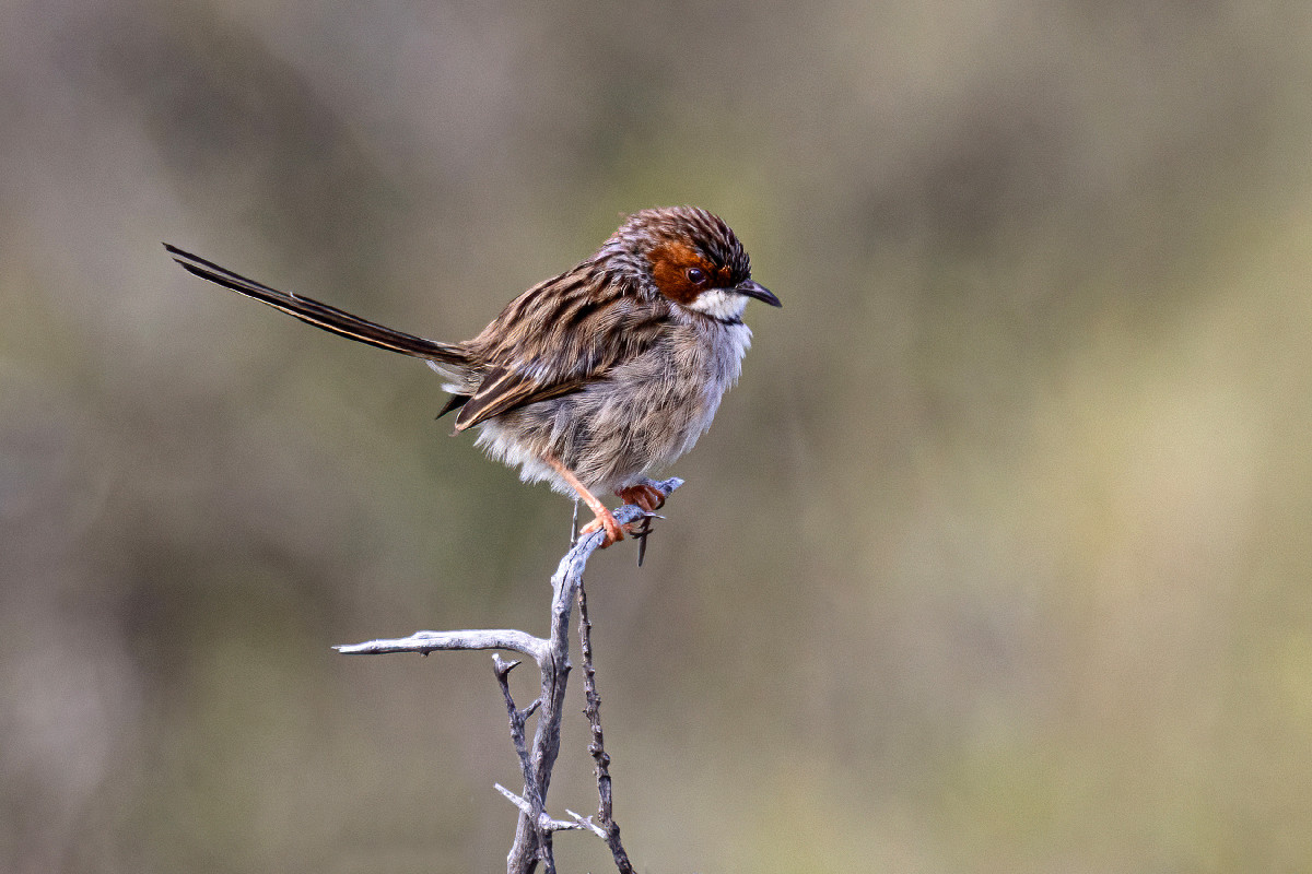 Rufous-eared Warbler