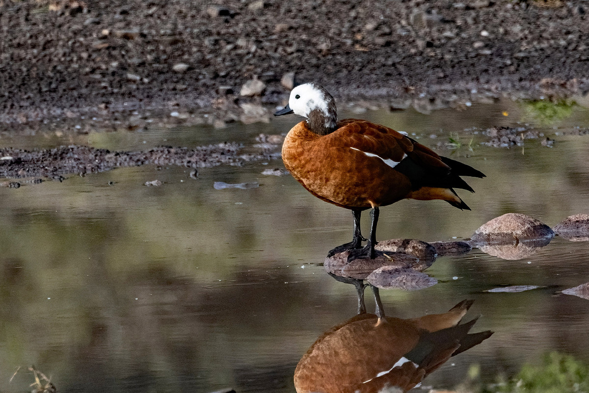 South African Shelduck