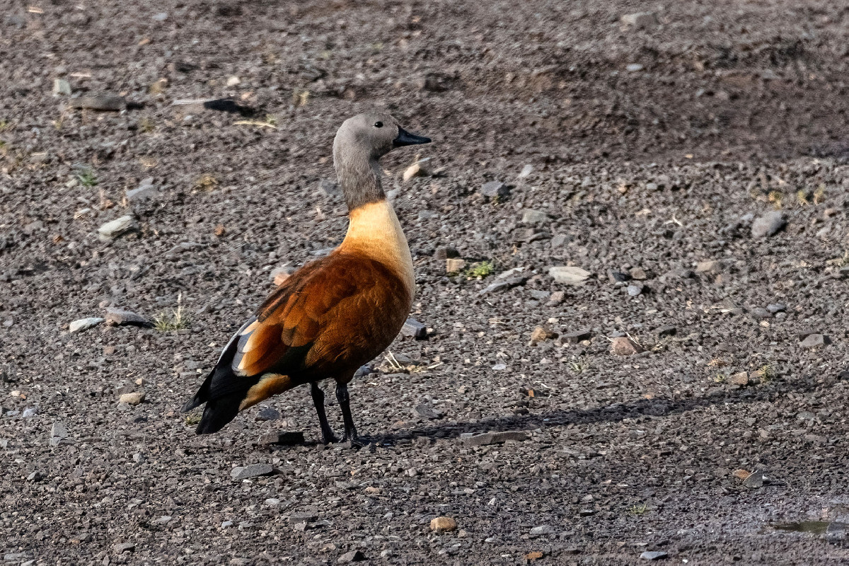 South African Shelduck