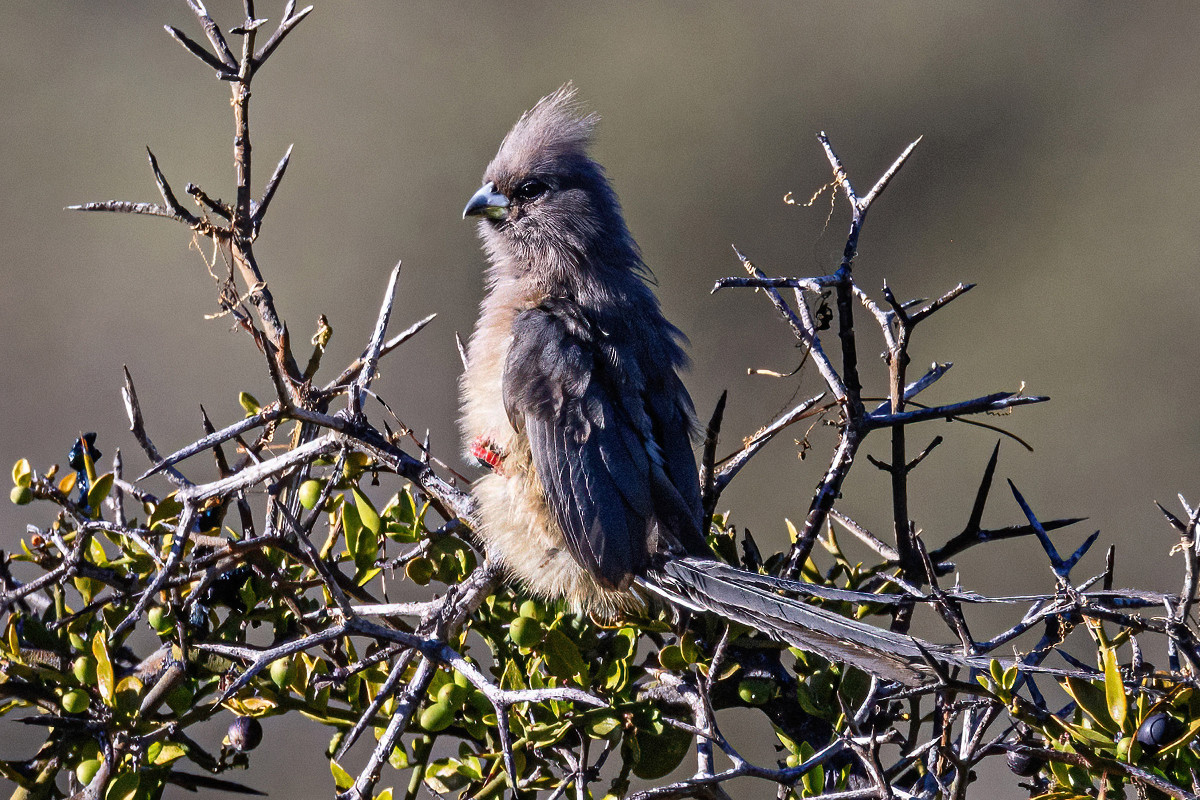 White-backed Mousebird