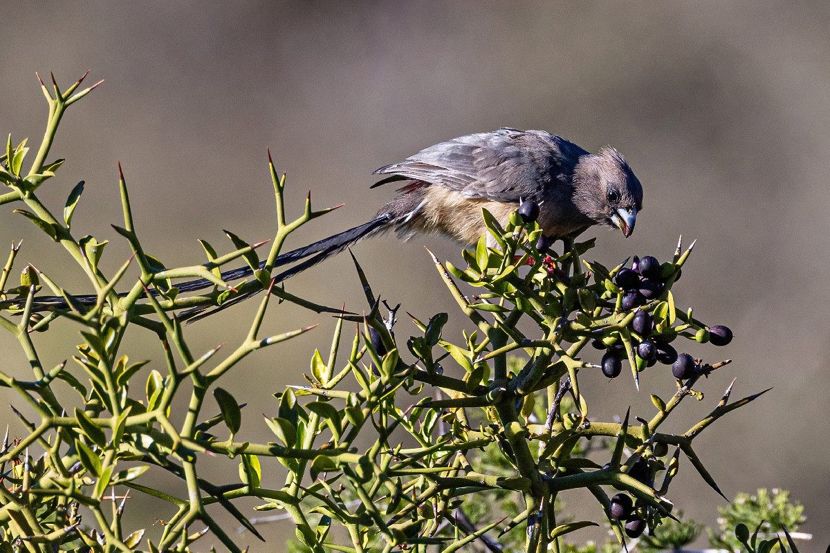 White-backed Mousebird
