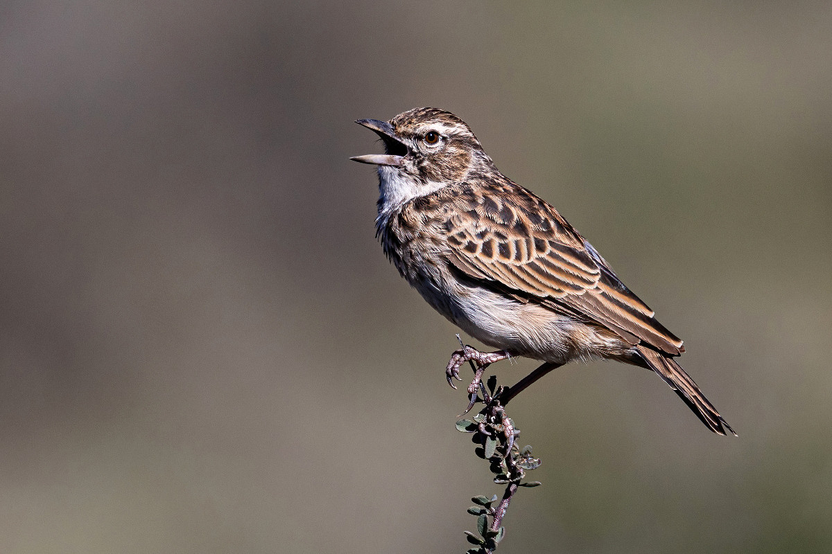 Sabota Lark