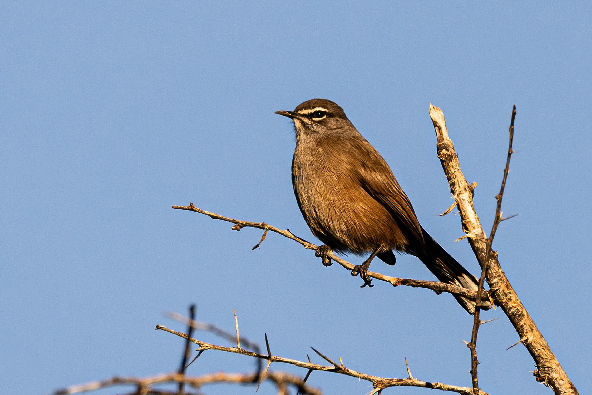 Karoo Scrub Robin