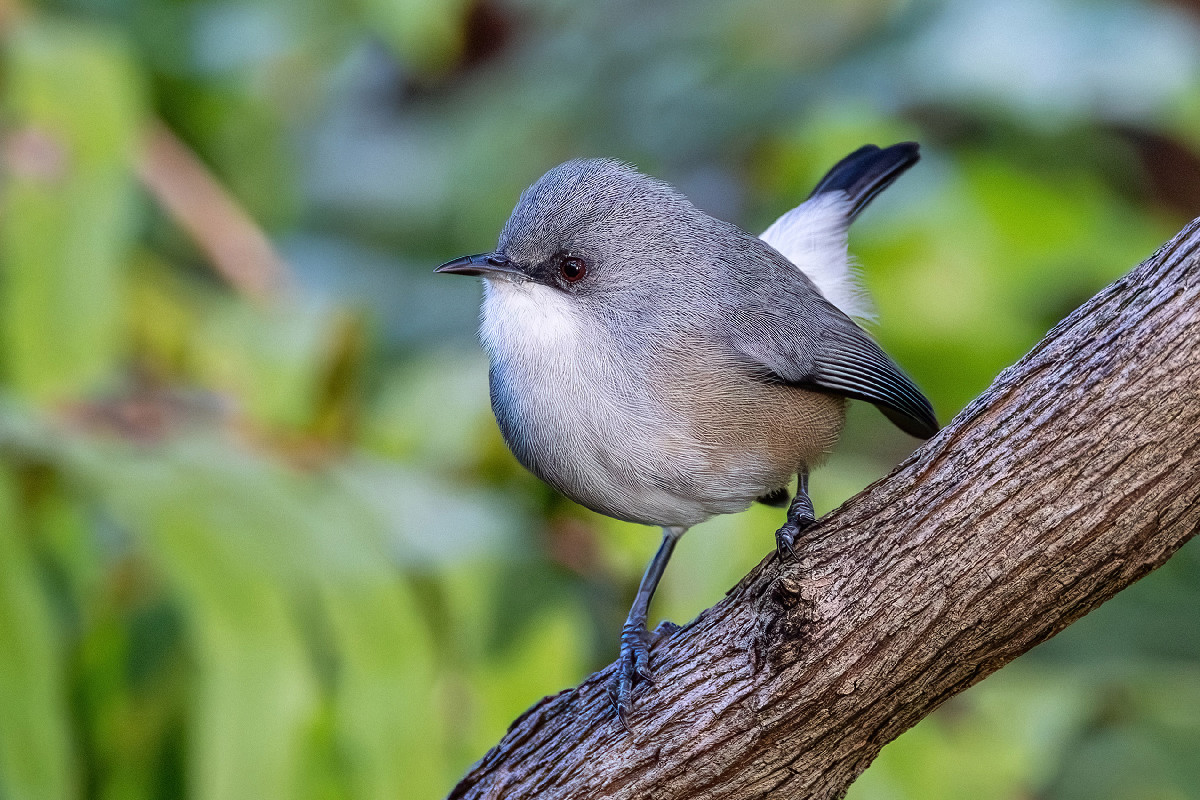 Mauritius Grey White-eye