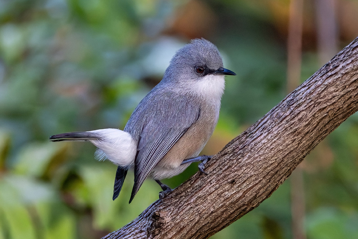 Mauritius Grey White-eye