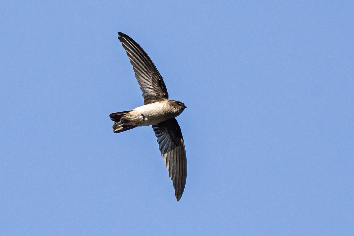 Mascarene Swiftlet