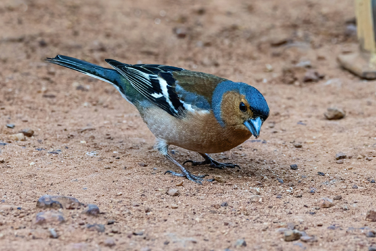 Eurasian Chaffinch