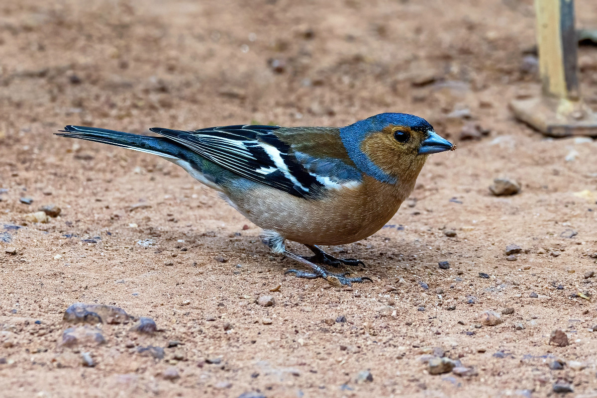 Eurasian Chaffinch