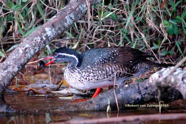 African Finfoot