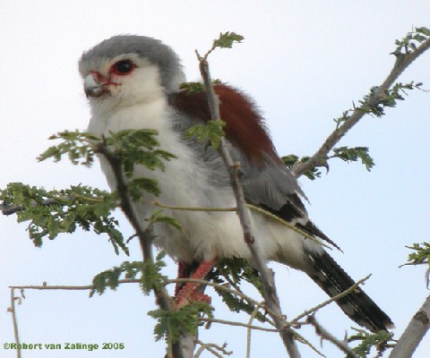 Pygmy Falcon