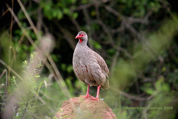 Red-necked Spurfowl