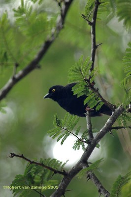Vieillot's Black Weaver