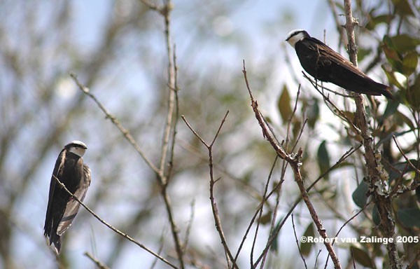 White-headed Saw-wings