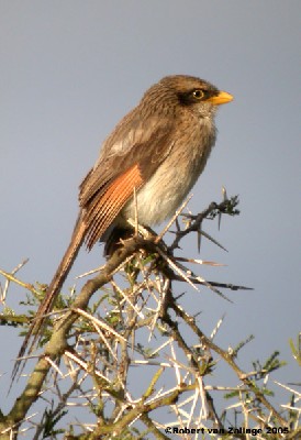 Yellow-billed Shrike