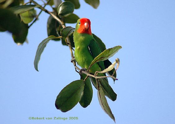 Red-headed Lovebird 2