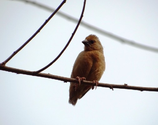 Bob-tailed Weaver