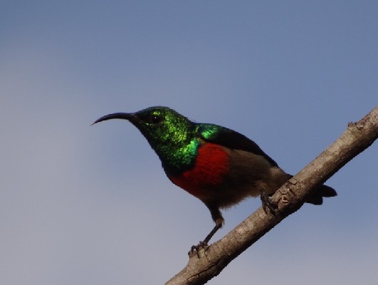 Olive-bellied Sunbird
