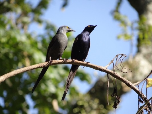 Narrow-tailed Starling