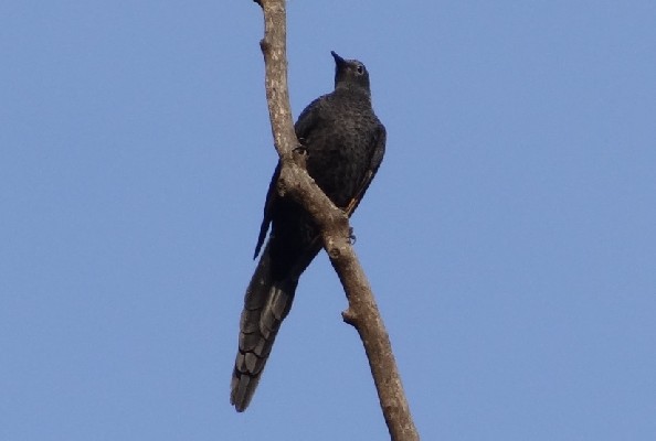 Slender-billed Starling