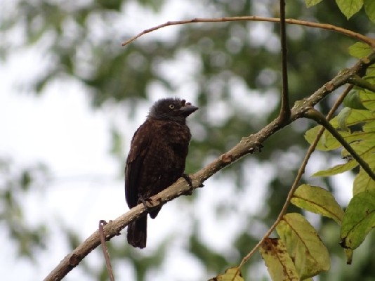 Grey-throated Barbet