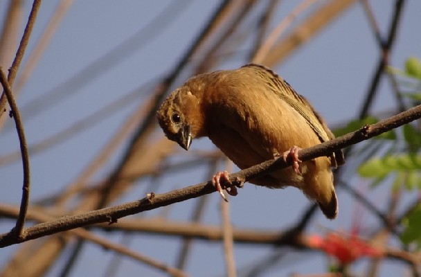 Bob-tailed Weaver