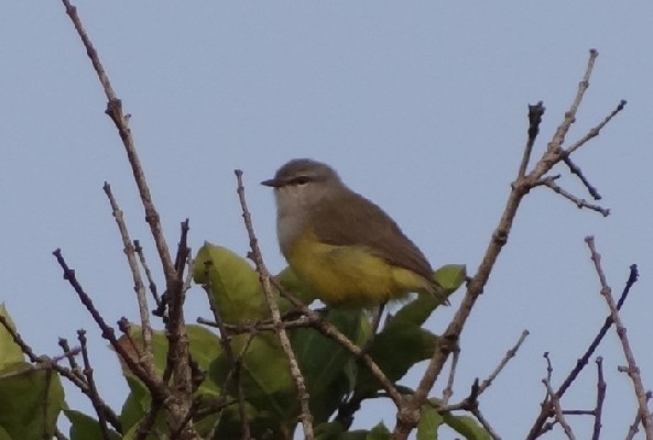 Yellow-bellied Eremomela