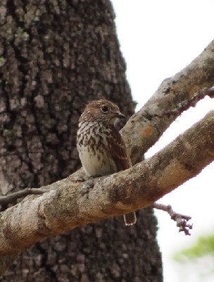 breeding Bohm's Flycatcher