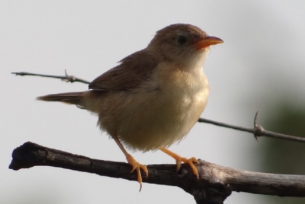 Short-winged Cisticola breeding