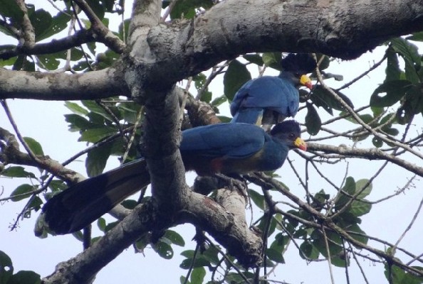 Two of a group of four