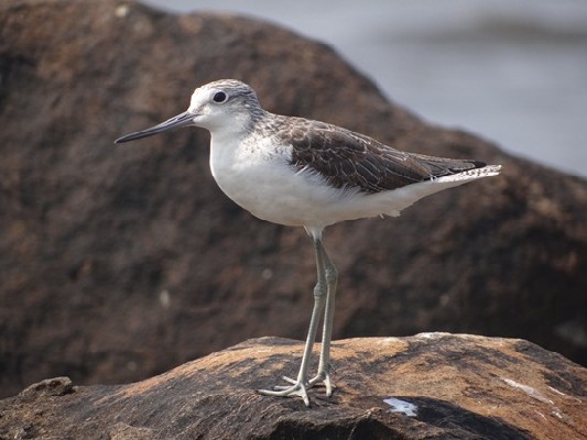  Common Greenshank