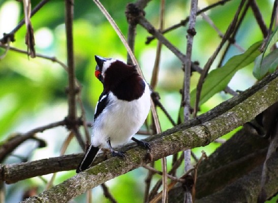 adult female