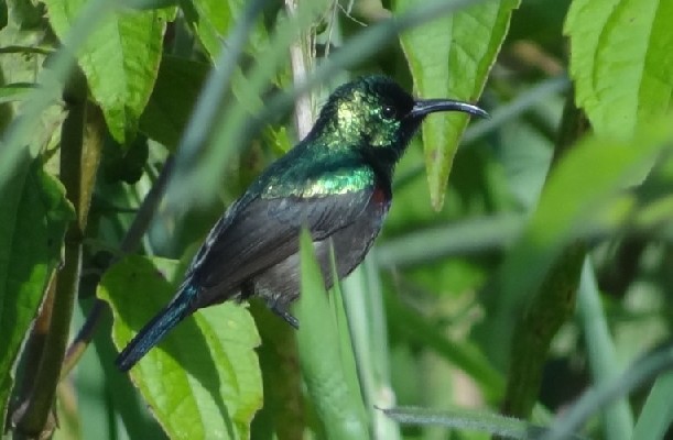 Orange-tufted Sunbird defending territory