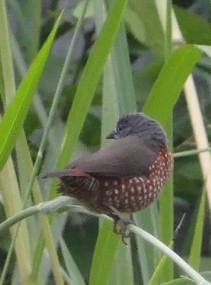 Brown Twinspot