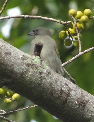Lesser Honeyguide
