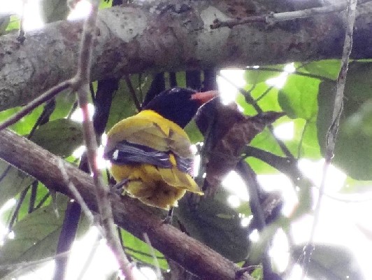 Western Black-Headed Oriole feeding